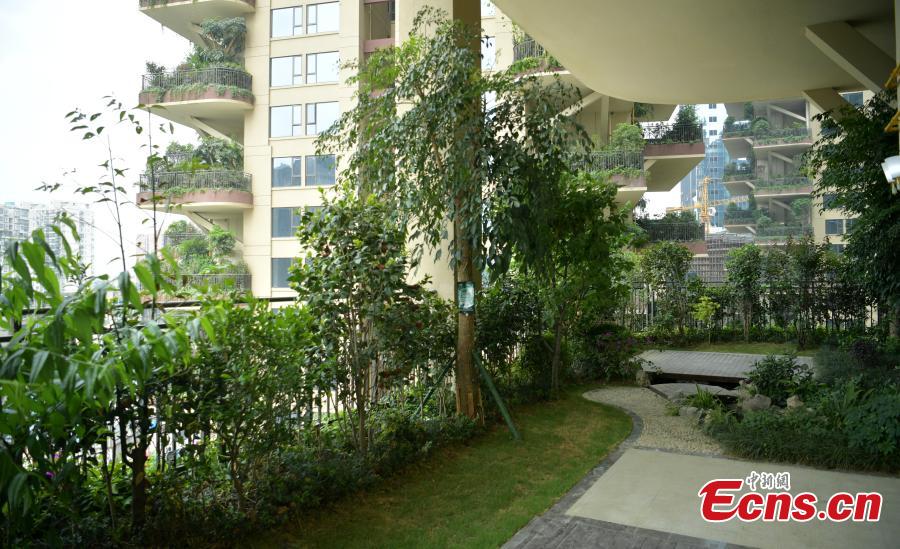 A “vertical forest” residential community with apartment buildings boasting shrub-covered balconies in Chengdu City, Sichuan Province, May 14, 2019.  (Photo: China News Service/Liu Zhongjun)