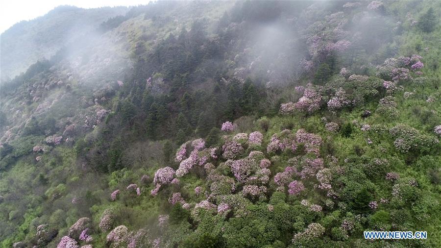 Aerial photo taken on May 13, 2019 shows blooming azalea in Shennongding Scenic Area in central China\'s Hubei Province. (Xinhua/Du Huaju)