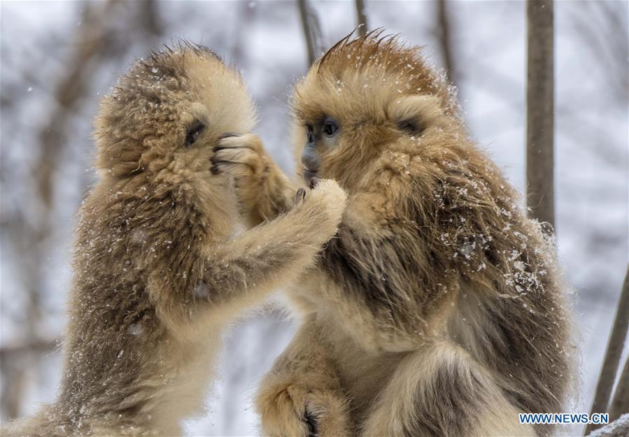 Photo taken on Jan. 10, 2017 shows golden monkeys in Shennongjia National Park of central China\'s Hubei Province. (Xinhua/Du Huaju)