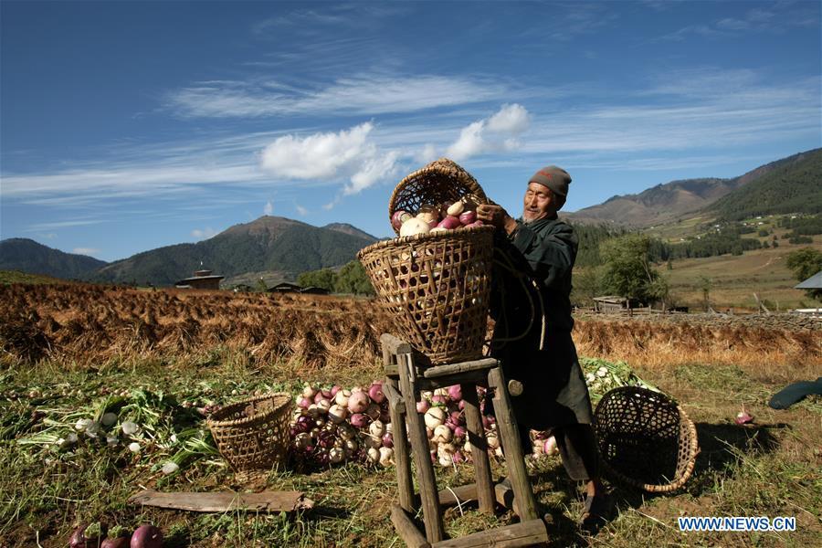 Photo taken by Sangay Tenzin shows a farmer pouring radishes into a basket in Bhutan. This photo is displayed in a photographic exhibition themed \
