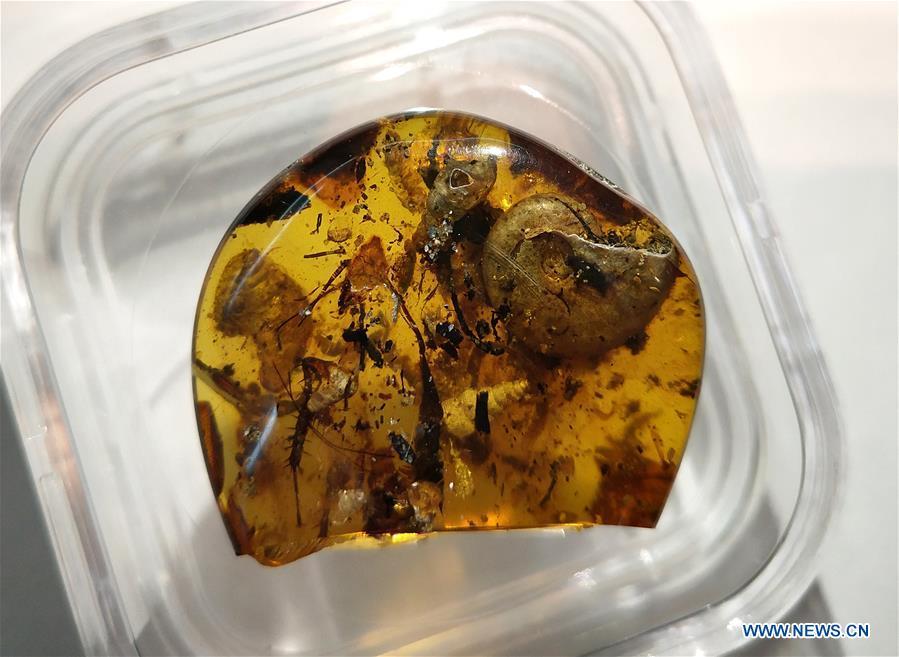 Photo taken on May 14, 2019 shows the first known amber encasing an ancient sea animal called ammonite at the Nanjing Institute of Geology and Palaeontology of the Chinese Academy of Sciences (NIGPAS) in Nanjing, east China\'s Jiangsu Province. An international group led by Chinese scientists identified the first known amber encasing an ancient sea animal called ammonite about 100 million years ago. The study published on Monday in the Proceedings of the National Academy of Sciences described the 6.08 gram amber, which is 33 mm long, 9.5 mm wide and 29 mm high. The discovery provided a clue to ancient coastal forest ecology. (Xinhua/Sun Can)
