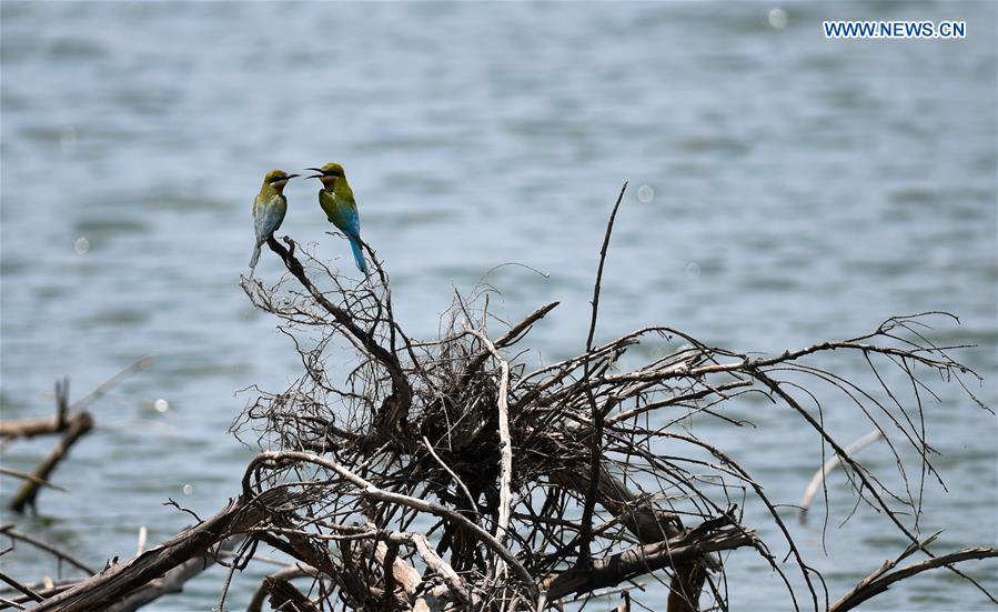 Blue-tailed bee eaters are seen in Haikou, south China\'s Hainan Province, May 14, 2019. According to statistics from Haikou Duotan Wetlands Institute, nearly 200 blue-tailed bee eaters reside in Haikou. (Xinhua/Yang Guanyu)