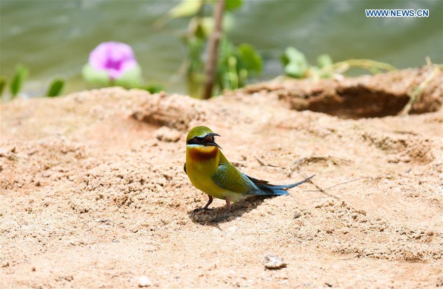 A blue-tailed bee eater is seen in Haikou, south China\'s Hainan Province, May 14, 2019. According to statistics from Haikou Duotan Wetlands Institute, nearly 200 blue-tailed bee eaters reside in Haikou. (Xinhua/Yang Guanyu)