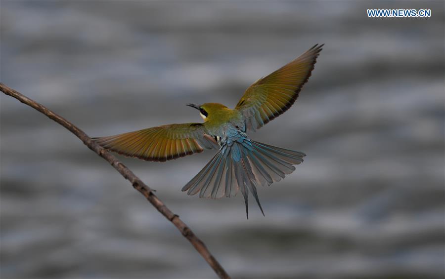 A blue-tailed bee eater is seen in Haikou, south China\'s Hainan Province, May 14, 2019. According to statistics from Haikou Duotan Wetlands Institute, nearly 200 blue-tailed bee eaters reside in Haikou. (Xinhua/Yang Guanyu)