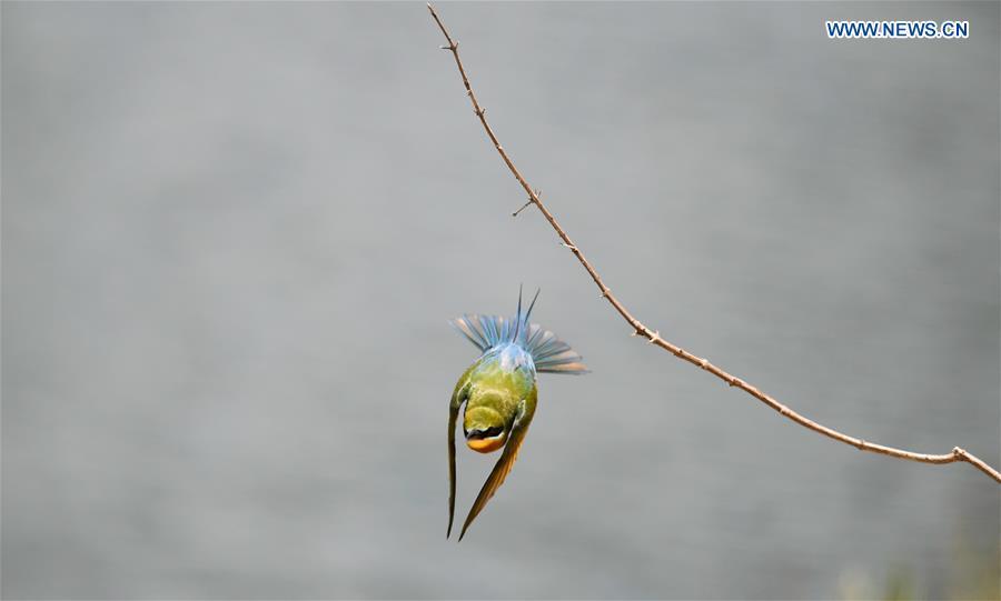 A blue-tailed bee eater is seen in Haikou, south China\'s Hainan Province, May 14, 2019. According to statistics from Haikou Duotan Wetlands Institute, nearly 200 blue-tailed bee eaters reside in Haikou. (Xinhua/Yang Guanyu)