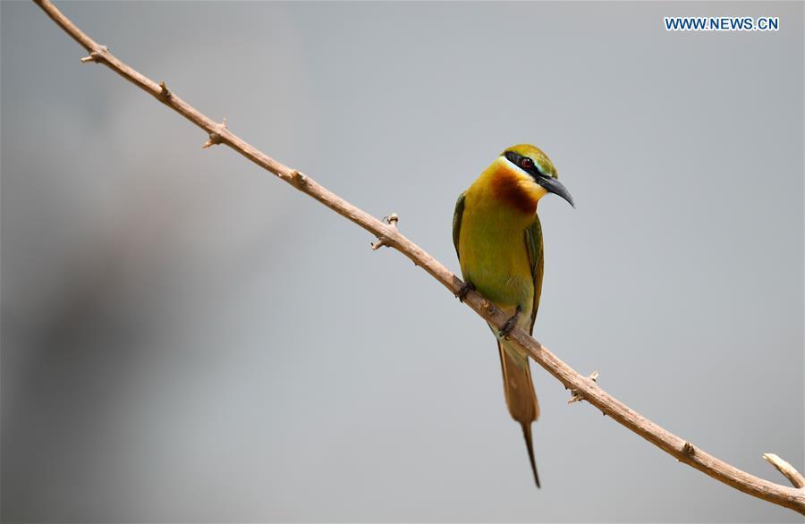 A blue-tailed bee eater is seen in Haikou, south China\'s Hainan Province, May 14, 2019. According to statistics from Haikou Duotan Wetlands Institute, nearly 200 blue-tailed bee eaters reside in Haikou. (Xinhua/Yang Guanyu)