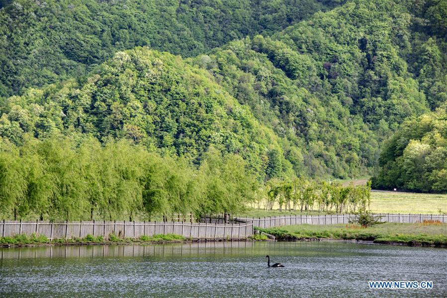 Photo taken on May 16, 2019 shows the scenery of Dajiu Lake (nine lakes) wetland in Shennongjia, central China\'s Hubei Province. (Xinhua/Liu Lianfen)