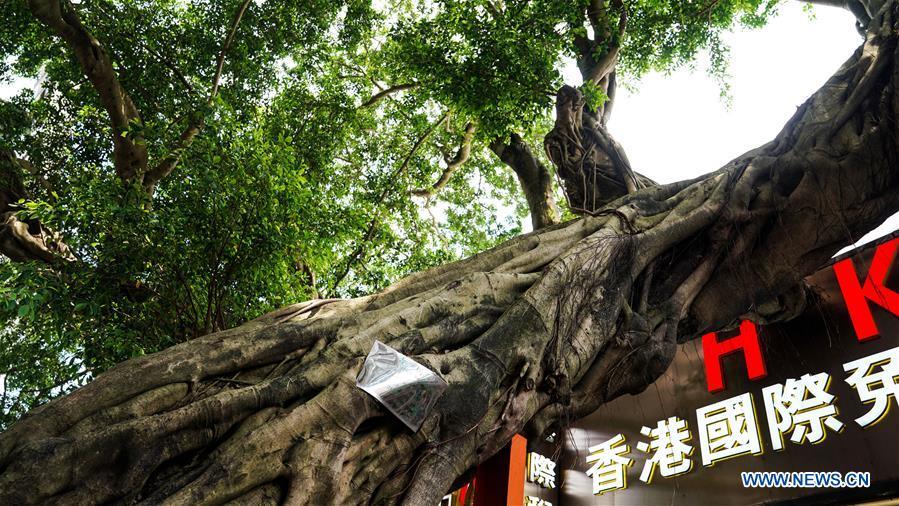 Photo taken on May 18, 2019 shows the banyan tree in the Chung Ying Street. The Chung Ying Street (Chung Ying means China and Britain), linking Shenzhen of Guangdong Province and Hong Kong in south China, has once again set sail in the development of the Guangdong-Hong Kong-Macao Greater Bay Area and embarked on a new journey towards high-quality development. (Xinhua/Liu Jie)
