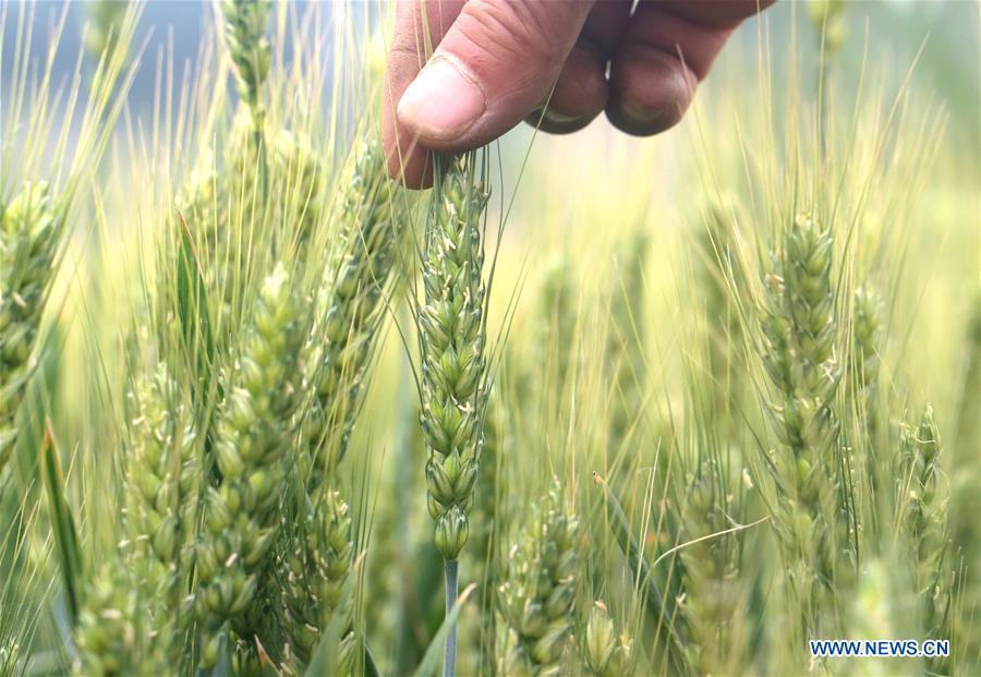 A farmer checks the growth of wheat in Ganglingcheng Village of Linzhang County, north China\'s Hebei Province, May 20, 2019, a day before Xiaoman. Traditional Chinese solar term Xiaoman (grain buds) falls on May 21 this year, which means seeds from grain are becoming full. (Xinhua/Hu Gaolei)
