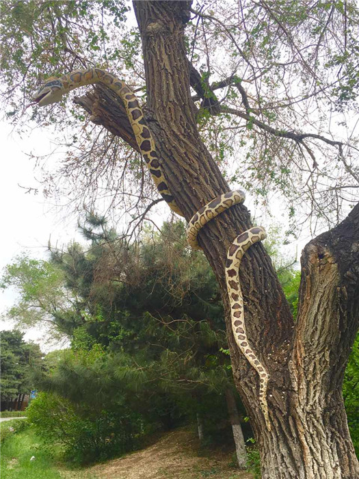 A tree trunk is painted with a snake in the Zoological and Botanical Garden in Changchun, capital of Northeast China\'s Jilin Province. (Photo/chinadaily.com.cn)
