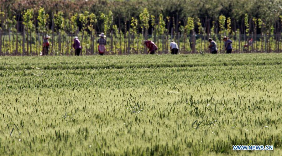 Farmers work in a wheat field at Tuanpiaozhuang Village in Zunhua City, north China\'s Hebei Province, May 20, 2019, a day before Xiaoman. Traditional Chinese solar term Xiaoman (grain buds) falls on May 21 this year, which means seeds from grain are becoming full. (Xinhua/Liu Mancang)