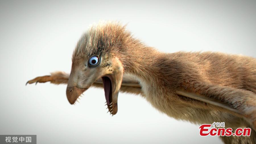 Scientists have found the remains of a bizarre Jurassic dinosaur with membranous wings, showing a strange but unsuccessful attempt to fly in the evolution process from dinosaur to bird. The well-preserved fossil, discovered from northeast China\'s Liaoning Province, dates back 163 million years and belongs to a new species of Jurassic non-avian theropod dinosaur with associated feathers and membranous tissues. About 32 cm long and weighing about 306 grams, the new species has been named Ambopteryx longibrachium, meaning a mixture of a dinosaur and the membranous wings of the pterosaur. (Photo/VCG)