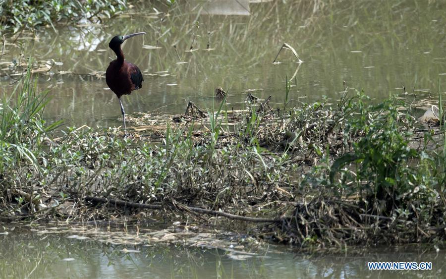 A glossy ibis rests at Hanjiang River wetland park in Hanzhong, northwest China\'s Shaanxi Province, May 21, 2019. Three glossy ibises were sighted for the first time in Shaanxi Province. The glossy ibis, a close relative to the endangered crested ibis, is under second-class state protection in China. (Xinhua/Tao Ming)