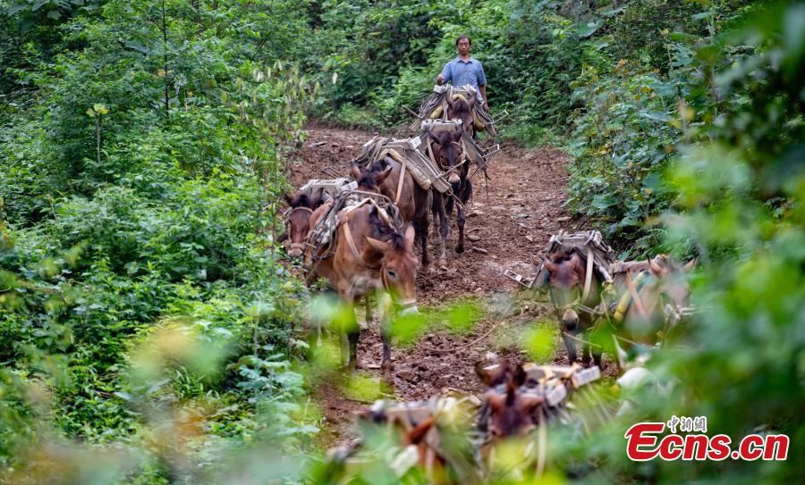A caravan, consisting of over 20 mules and horses, transports construction materials to build a 4.2-kilometer footpath on a mountain in Xinyu City, East China’s Jiangxi Province, May 21, 2019. Led by Wang Lianpin, the caravan has helped  in construction of footpaths in tourist attractions and electricity projects in areas inaccessible by vehicles for ten years. Wang’s team now includes 13 members. (Photo: China News Service/Zhao Chunliang)