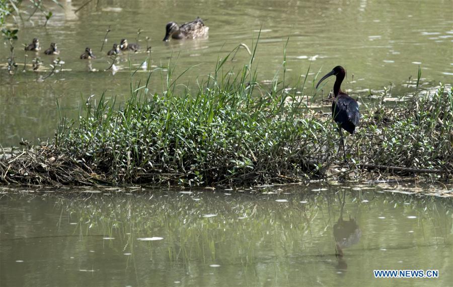 A flock of wild ducks swim near a glossy ibis at Hanjiang River wetland park in Hanzhong, northwest China\'s Shaanxi Province, May 21, 2019. Three glossy ibises were sighted for the first time in Shaanxi Province. The glossy ibis, a close relative to the endangered crested ibis, is under second-class state protection in China. (Xinhua/Tao Ming)