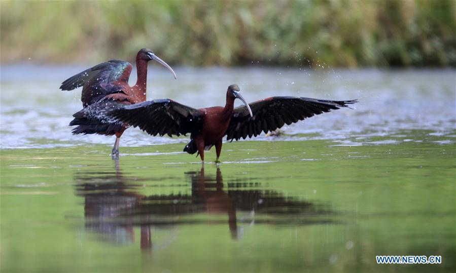 Glossy ibises are seen at Hanjiang River wetland park in Hanzhong, northwest China\'s Shaanxi Province, May 4, 2019. Three glossy ibises were sighted for the first time in Shaanxi Province. The glossy ibis, a close relative to the endangered crested ibis, is under second-class state protection in China. (Xinhua)