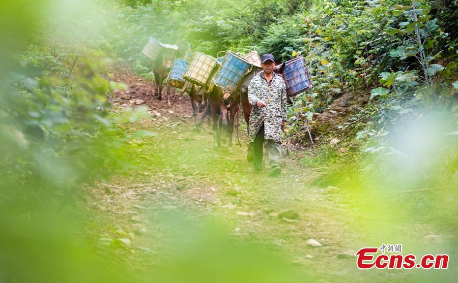 A caravan, consisting of over 20 mules and horses, transports construction materials to build a 4.2-kilometer footpath on a mountain in Xinyu City, East China’s Jiangxi Province, May 21, 2019. Led by Wang Lianpin, the caravan has helped  in construction of footpaths in tourist attractions and electricity projects in areas inaccessible by vehicles for ten years. Wang’s team now includes 13 members. (Photo: China News Service/Zhao Chunliang)