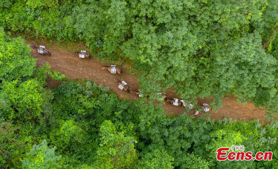 A caravan, consisting of over 20 mules and horses, transports construction materials to build a 4.2-kilometer footpath on a mountain in Xinyu City, East China’s Jiangxi Province, May 21, 2019. Led by Wang Lianpin, the caravan has helped  in construction of footpaths in tourist attractions and electricity projects in areas inaccessible by vehicles for ten years. Wang’s team now includes 13 members. (Photo: China News Service/Zhao Chunliang)