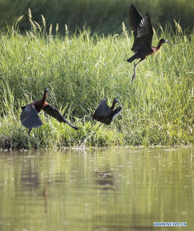 Glossy ibises are seen at Hanjiang River wetland park in Hanzhong, northwest China\'s Shaanxi Province, April 29, 2019. Three glossy ibises were sighted for the first time in Shaanxi Province. The glossy ibis, a close relative to the endangered crested ibis, is under second-class state protection in China. (Xinhua/Tao Benyao)