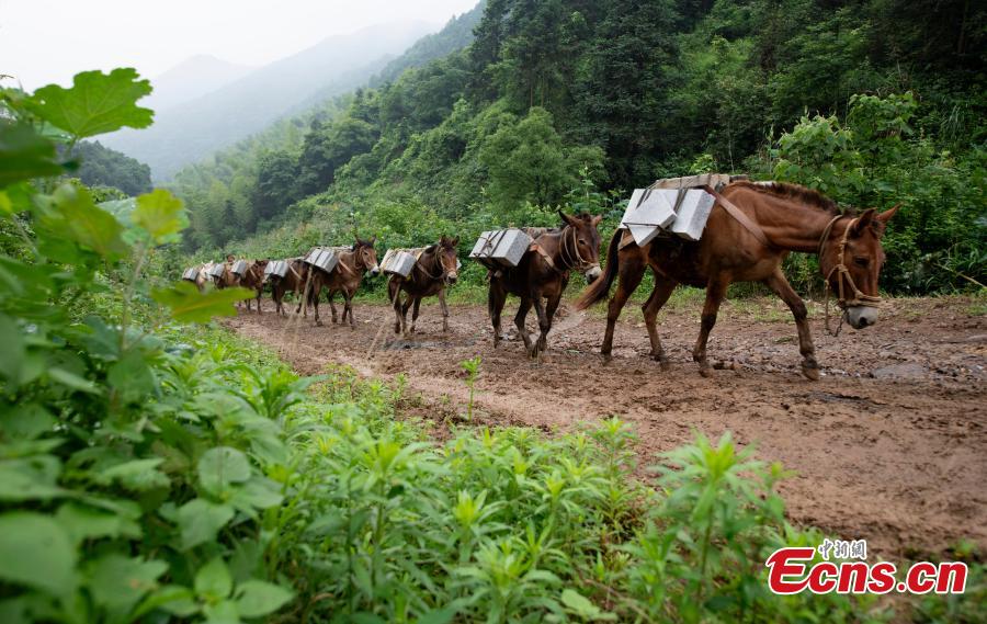 A caravan, consisting of over 20 mules and horses, transports construction materials to build a 4.2-kilometer footpath on a mountain in Xinyu City, East China’s Jiangxi Province, May 21, 2019. Led by Wang Lianpin, the caravan has helped  in construction of footpaths in tourist attractions and electricity projects in areas inaccessible by vehicles for ten years. Wang’s team now includes 13 members. (Photo: China News Service/Zhao Chunliang)