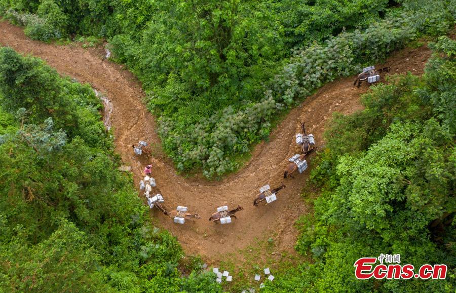 A caravan, consisting of over 20 mules and horses, transports construction materials to build a 4.2-kilometer footpath on a mountain in Xinyu City, East China’s Jiangxi Province, May 21, 2019. Led by Wang Lianpin, the caravan has helped  in construction of footpaths in tourist attractions and electricity projects in areas inaccessible by vehicles for ten years. Wang’s team now includes 13 members. (Photo: China News Service/Zhao Chunliang)