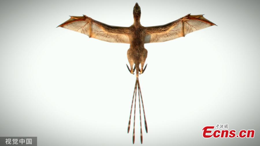 Scientists have found the remains of a bizarre Jurassic dinosaur with membranous wings, showing a strange but unsuccessful attempt to fly in the evolution process from dinosaur to bird. The well-preserved fossil, discovered from northeast China\'s Liaoning Province, dates back 163 million years and belongs to a new species of Jurassic non-avian theropod dinosaur with associated feathers and membranous tissues. About 32 cm long and weighing about 306 grams, the new species has been named Ambopteryx longibrachium, meaning a mixture of a dinosaur and the membranous wings of the pterosaur. (Photo/VCG)