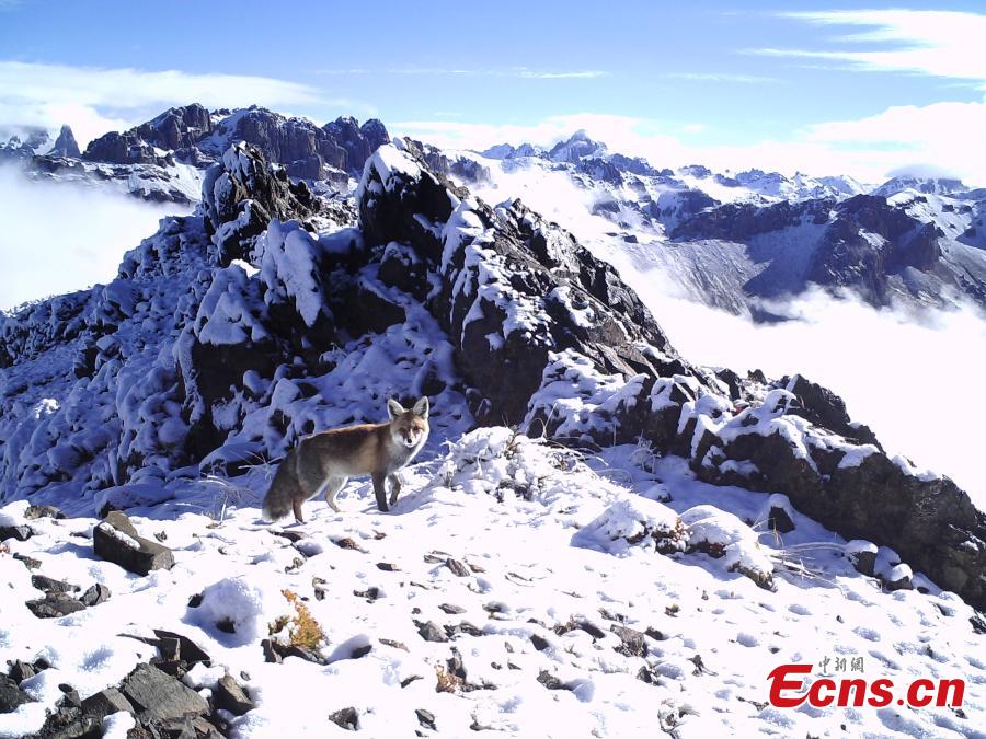 Photos taken by infrared cameras show a great variety of wild animals including snow leopards, sambar deer, red fox and alpine musk deer inhabit the headstreams of the Lancang River, yellow river and Yangtze River in Yushu Tibetan Autonomous Prefecture, Qinghai Province. (Photo provided to China News Service)