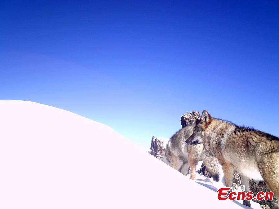 Photos taken by infrared cameras show a great variety of wild animals including snow leopards, sambar deer, red fox and alpine musk deer inhabit the headstreams of the Lancang River, yellow river and Yangtze River in Yushu Tibetan Autonomous Prefecture, Qinghai Province. (Photo provided to China News Service)