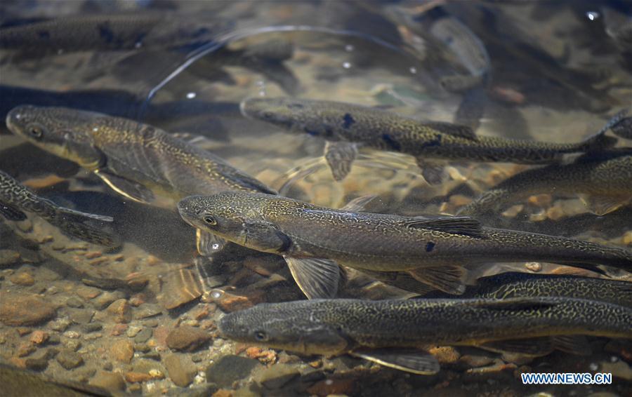 Photo taken on May 21, 2019 shows Przewalskii\'s naked carps, a species endemic to the Qinghai Lake basin, at the Nianbaoyuze Mountain Scenic Resort in Jiuzhi County of the Tibetan Autonomous Prefecture of Golog in northwest China\'s Qinghai Province. (Xinhua/Zhang Hongxiang)