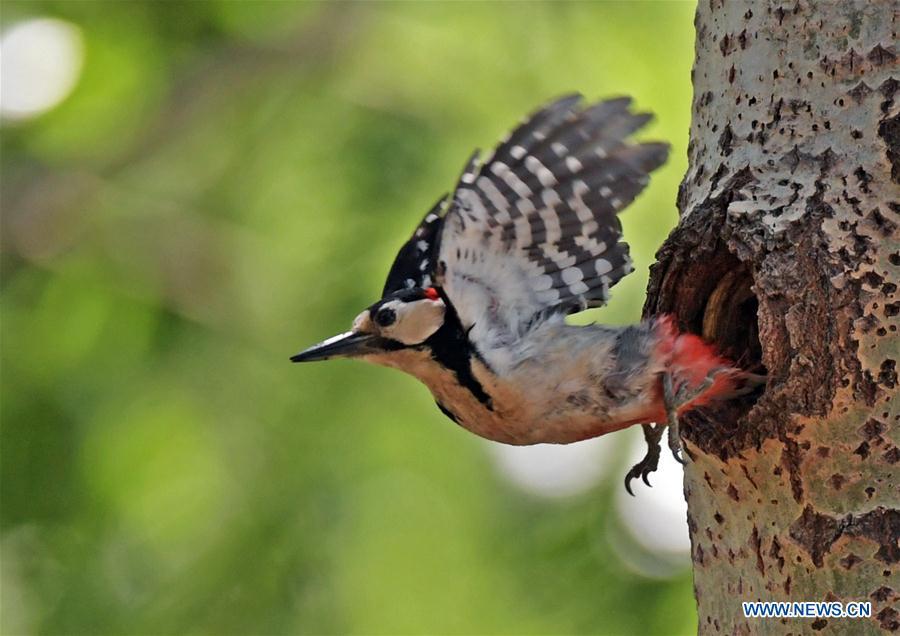 A great spotted woodpecker leaves its hole to prey for food in a forest by the Hunhe River in Shenyang, northeast China\'s Liaoning Province, May 22, 2019. (Xinhua/Yang Qing)