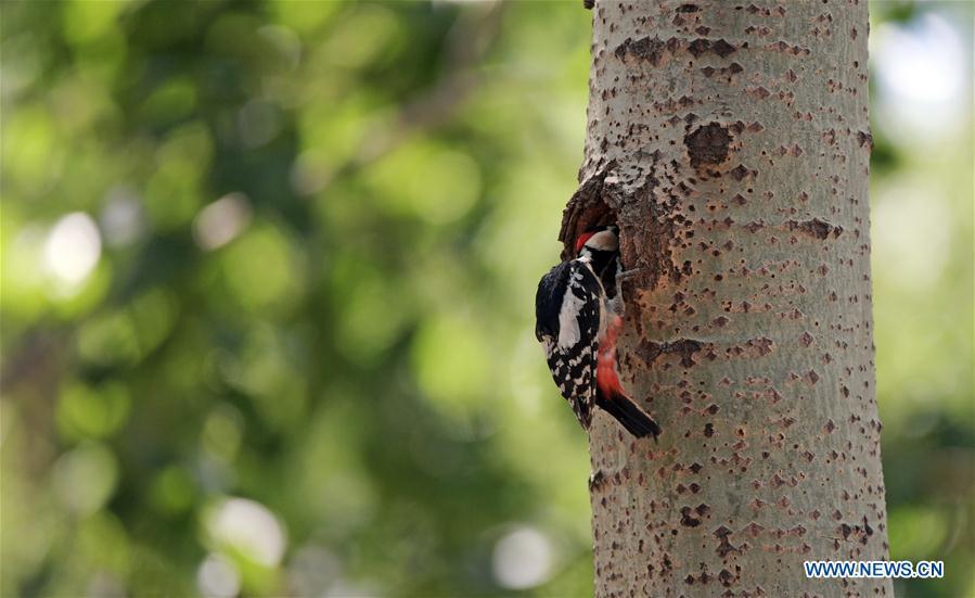 A great spotted woodpecker feeds its chick in a forest by the Hunhe River in Shenyang, northeast China\'s Liaoning Province, May 22, 2019. (Xinhua/Yang Qing)