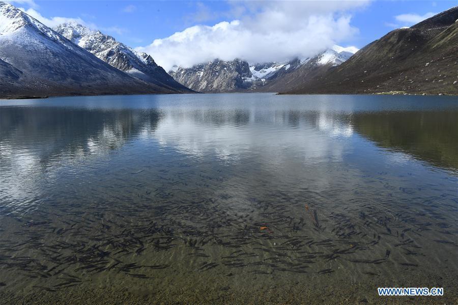 Photo taken on May 21, 2019 shows the scenery of the Nianbaoyuze Mountain Scenic Resort in Jiuzhi County of the Tibetan Autonomous Prefecture of Golog in northwest China\'s Qinghai Province. (Xinhua/Zhang Hongxiang)