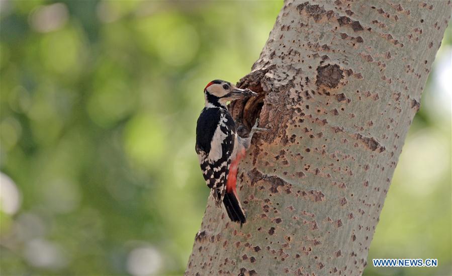 A great spotted woodpecker feeds its chick in a forest by the Hunhe River in Shenyang, northeast China\'s Liaoning Province, May 22, 2019. (Xinhua/Yang Qing)