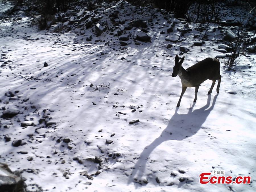 Photos taken by infrared cameras show a great variety of wild animals including snow leopards, sambar deer, red fox and alpine musk deer inhabit the headstreams of the Lancang River, yellow river and Yangtze River in Yushu Tibetan Autonomous Prefecture, Qinghai Province. (Photo provided to China News Service)