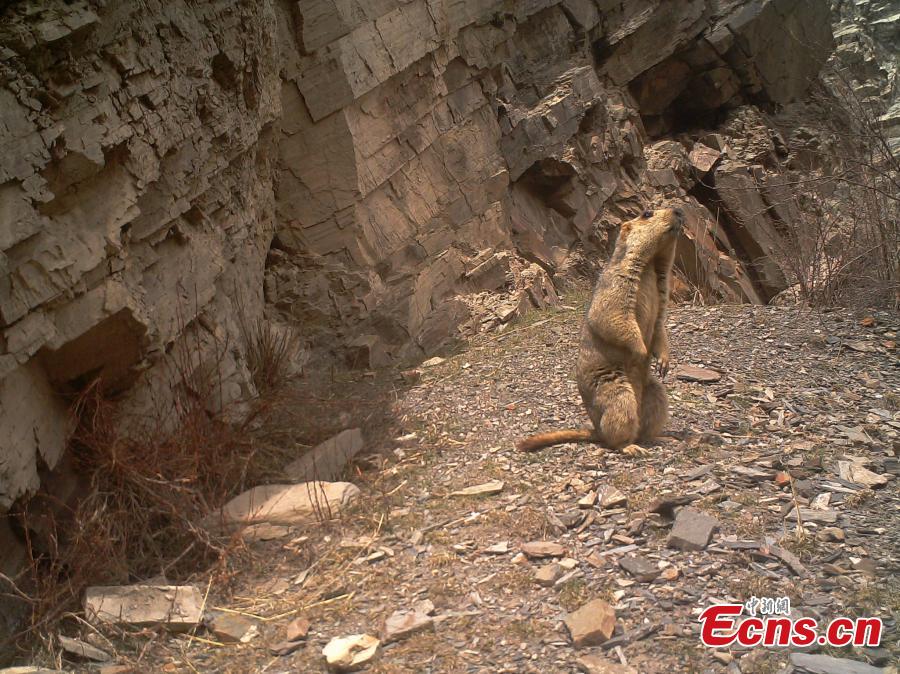 Photos taken by infrared cameras show a great variety of wild animals including snow leopards, sambar deer, red fox and alpine musk deer inhabit the headstreams of the Lancang River, yellow river and Yangtze River in Yushu Tibetan Autonomous Prefecture, Qinghai Province. (Photo provided to China News Service)