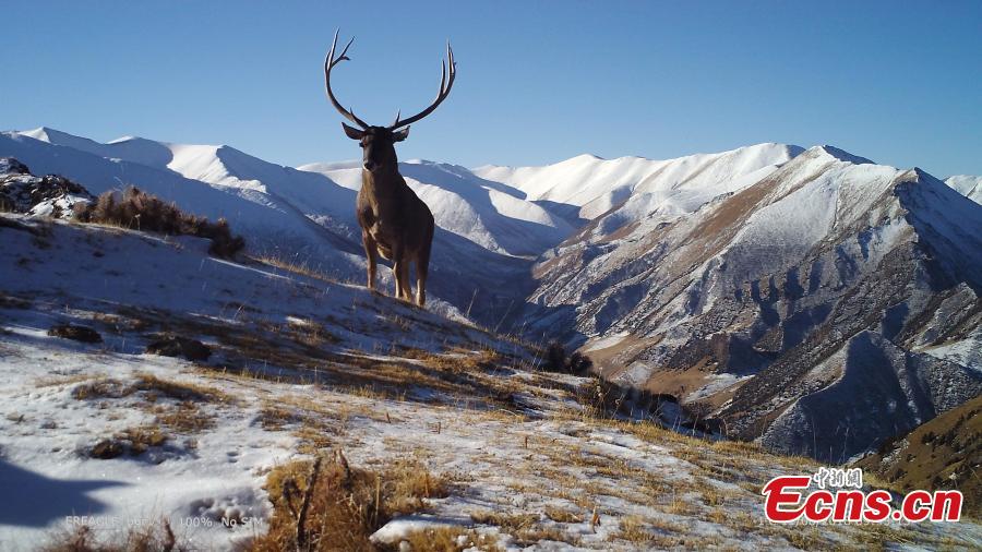 Photos taken by infrared cameras show a great variety of wild animals including snow leopards, sambar deer, red fox and alpine musk deer inhabit the headstreams of the Lancang River, yellow river and Yangtze River in Yushu Tibetan Autonomous Prefecture, Qinghai Province. (Photo provided to China News Service)