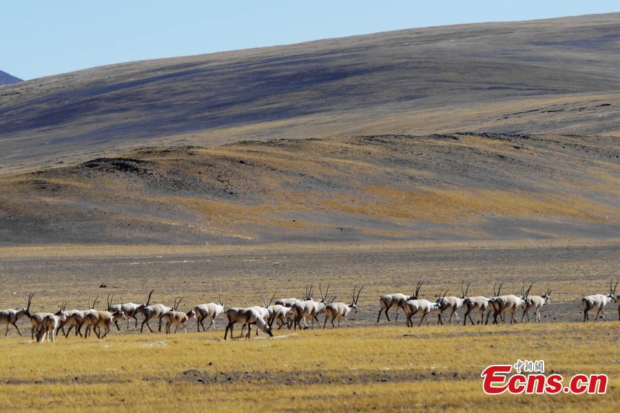Approximately 3,000 Tibetan antelope form a spectacular scene as they migrate in Gerze County, Ngari Prefecture, Southwest China’s Tibet Autonomous Region. (Photo: China News Service/ Sonam Rinchen)