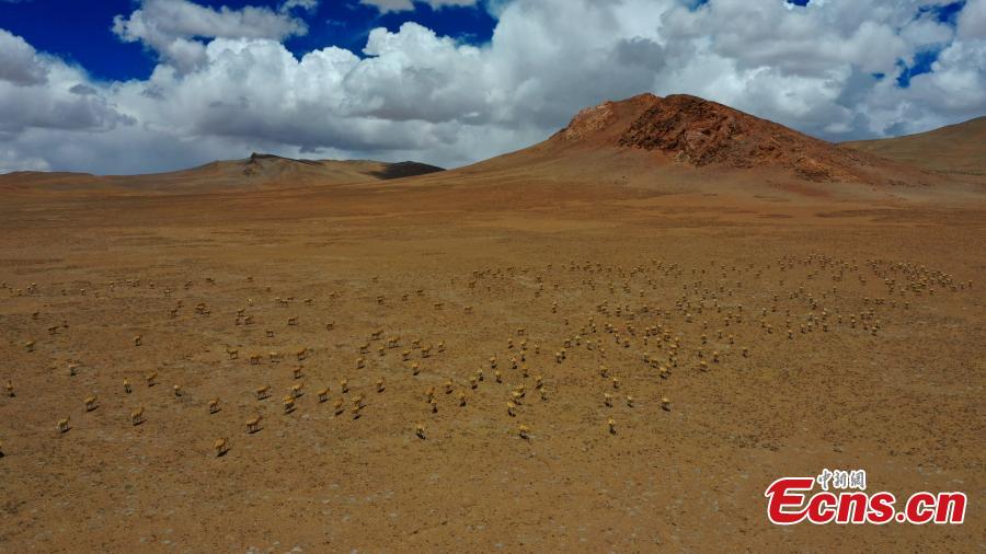 Approximately 3,000 Tibetan antelope form a spectacular scene as they migrate in Gerze County, Ngari Prefecture, Southwest China’s Tibet Autonomous Region. (Photo: China News Service/ Sonam Rinchen)