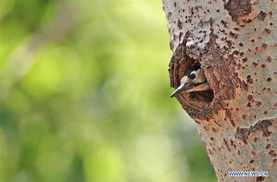 A great spotted woodpecker leaves its hole to prey for food in a forest by the Hunhe River in Shenyang, northeast China\'s Liaoning Province, May 22, 2019. (Xinhua/Yang Qing)
