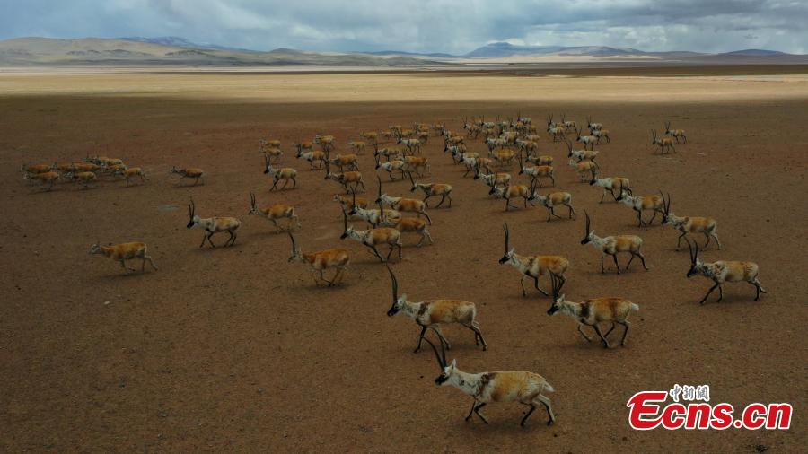 Approximately 3,000 Tibetan antelope form a spectacular scene as they migrate in Gerze County, Ngari Prefecture, Southwest China’s Tibet Autonomous Region. (Photo: China News Service/ Sonam Rinchen)