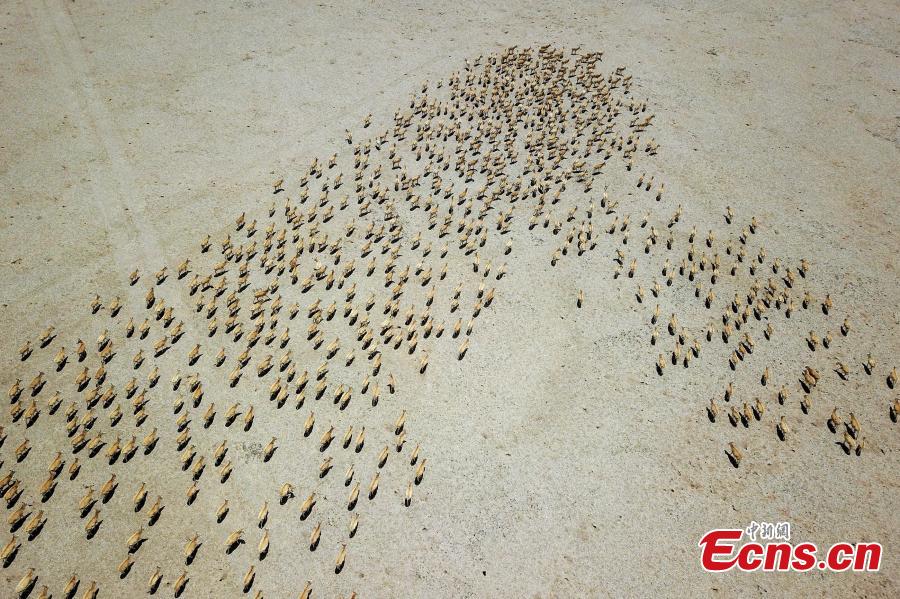 Approximately 3,000 Tibetan antelope form a spectacular scene as they migrate in Gerze County, Ngari Prefecture, Southwest China’s Tibet Autonomous Region. (Photo: China News Service/ Sonam Rinchen)