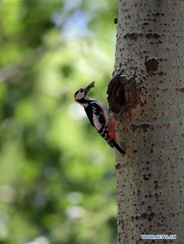 A great spotted woodpecker feeds its chick in a forest by the Hunhe River in Shenyang, northeast China\'s Liaoning Province, May 22, 2019. (Xinhua/Yang Qing)