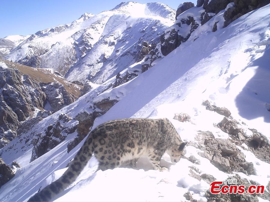 Photos taken by infrared cameras show a great variety of wild animals including snow leopards, sambar deer, red fox and alpine musk deer inhabit the headstreams of the Lancang River, yellow river and Yangtze River in Yushu Tibetan Autonomous Prefecture, Qinghai Province. (Photo provided to China News Service)