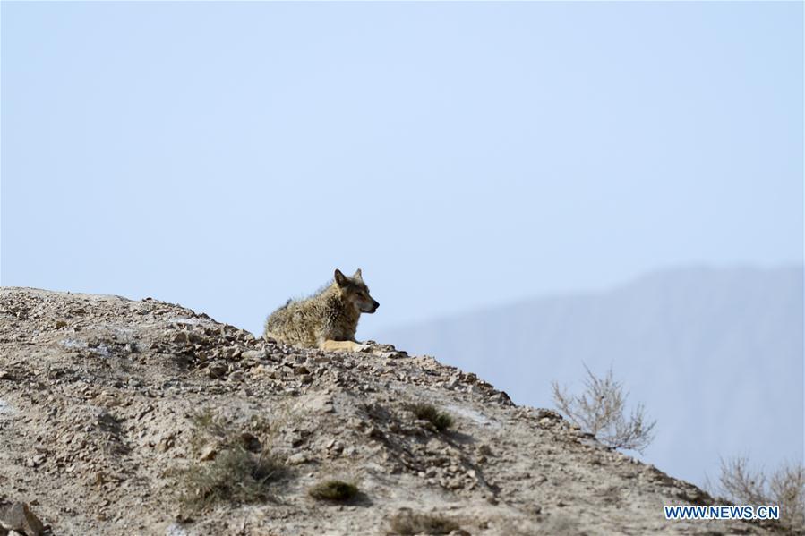 Photo taken on May 18, 2019 shows a wolf in the Altun Mountains, northwest China\'s Xinjiang Uygur Autonomous Region. There is a nature reserve covering 45,000 square kilometers of the Atlun Mountains, which are home to many wild lives. A lot of effort has gone into environmental protection in Altun over the past few decades. Ecosystems have regenerated on the nature reserve since it was set up in the 1980s to keep poaching, illegal trespassing and mining at bay. Some 400 km away from the uninhabited reserve, 3,000 meters above sea level, the workers are building a railway connecting cities in the northwestern provinces of Xinjiang and Qinghai. They get along quite well with unlikely neighbors. (Xinhua/Ding Lei)