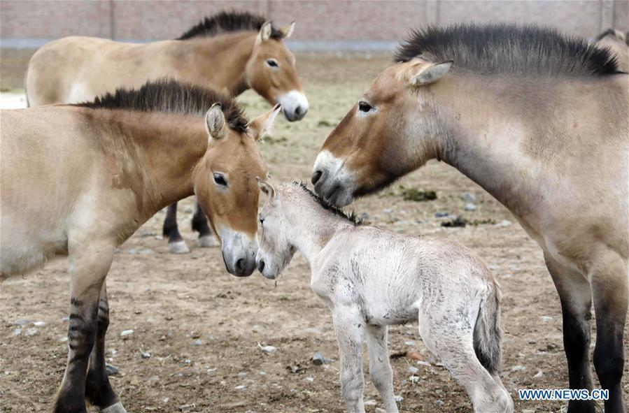 A foal of Przewalski\'s horse is seen with grown-ups at a wild horse breeding research center in northwest China\'s Xinjiang Uygur Autonomous Region, May 23, 2019. Four foals of Przewalski\'s horse, a type of endangered horse, have been born since the breeding season starts in May, a breeding center in northwest China\'s Xinjiang Uygur Autonomous Region said Thursday. Przewalski\'s horses are the only surviving horse subspecies never to have been domesticated. They have historically lived on grasslands that are now part of China\'s Xinjiang and Mongolia. (Xinhua/Zhang Hefan)