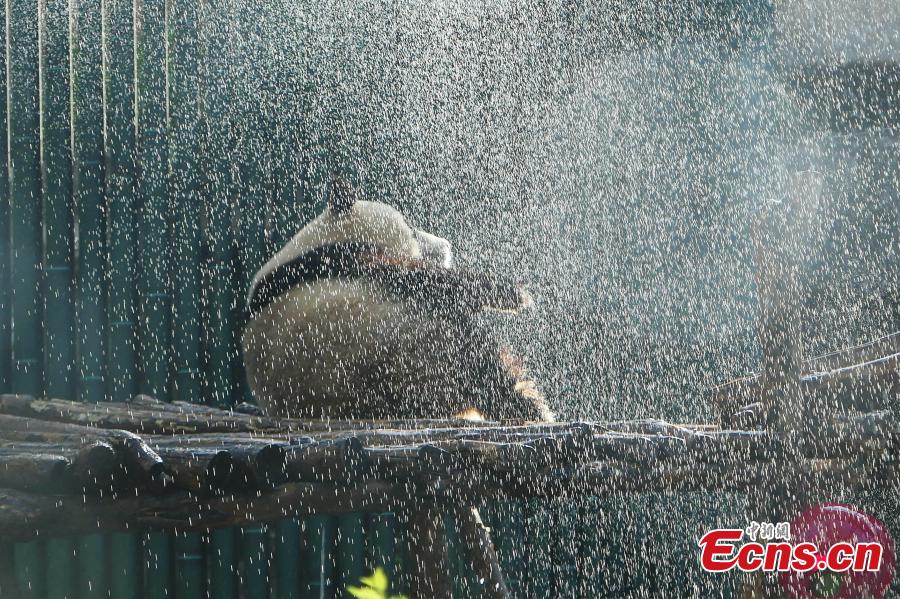 A giant panda is pictured enjoying a shower at Beijing Zoo on May 23, 2019 as the temperature in the city climbed up to 37 degree Celsius, the highest of the year so far. The zoo showers the Panda or sprays its house regularly to help the animal cope with the hot weather. (Photo: China News Service/Fan Jiashan)