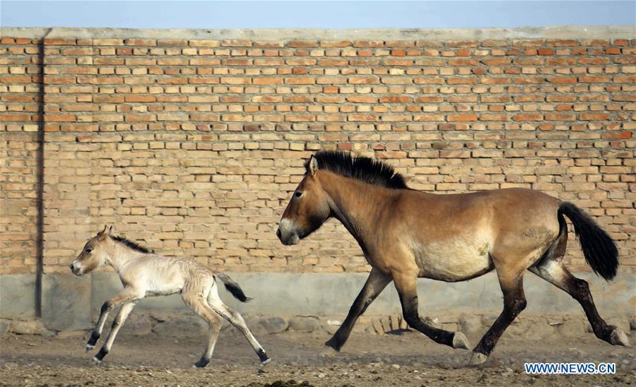 A foal of Przewalski\'s horse is seen with a grown-up at a wild horse breeding research center in northwest China\'s Xinjiang Uygur Autonomous Region, May 22, 2019. Four foals of Przewalski\'s horse, a type of endangered horse, have been born since the breeding season starts in May, a breeding center in northwest China\'s Xinjiang Uygur Autonomous Region said Thursday. Przewalski\'s horses are the only surviving horse subspecies never to have been domesticated. They have historically lived on grasslands that are now part of China\'s Xinjiang and Mongolia. (Xinhua/Zhang Hefan)