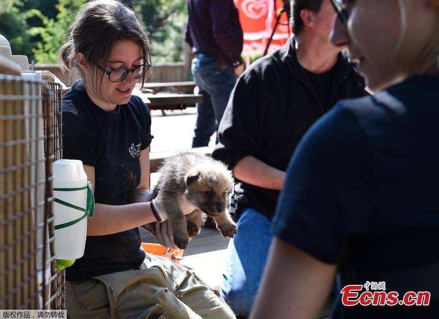 A zoo staff member takes care of one of the seven Artic white wolf cubs on May 23, 2019 at the zoological park of Amneville during an auscultation, a deworming, a weighing and a tagging. (Photo/Agencies)