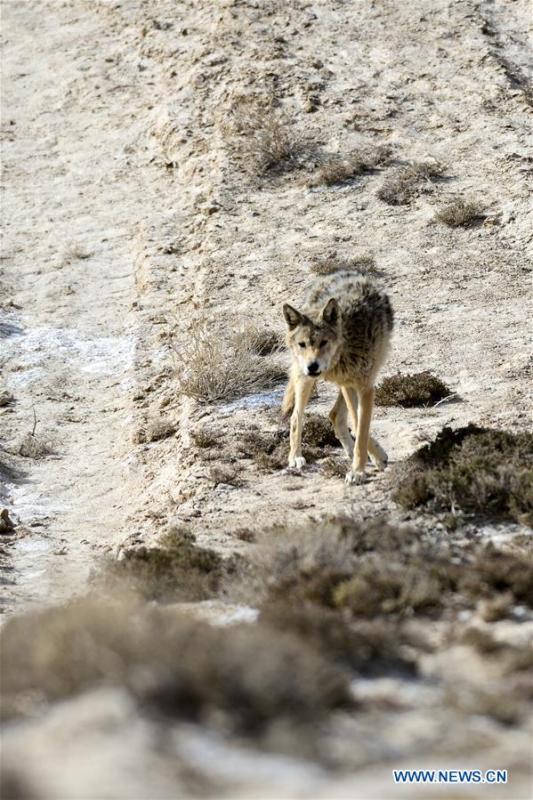Photo taken on May 18, 2019 shows a wolf in the Altun Mountains, northwest China\'s Xinjiang Uygur Autonomous Region. There is a nature reserve covering 45,000 square kilometers of the Atlun Mountains, which are home to many wild lives. A lot of effort has gone into environmental protection in Altun over the past few decades. Ecosystems have regenerated on the nature reserve since it was set up in the 1980s to keep poaching, illegal trespassing and mining at bay. Some 400 km away from the uninhabited reserve, 3,000 meters above sea level, the workers are building a railway connecting cities in the northwestern provinces of Xinjiang and Qinghai. They get along quite well with unlikely neighbors. (Xinhua/Ding Lei)