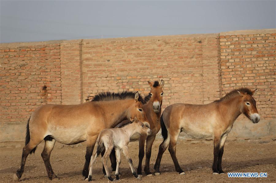 A foal of Przewalski\'s horse is seen with grown-ups at a wild horse breeding research center in northwest China\'s Xinjiang Uygur Autonomous Region, May 22, 2019. Four foals of Przewalski\'s horse, a type of endangered horse, have been born since the breeding season starts in May, a breeding center in northwest China\'s Xinjiang Uygur Autonomous Region said Thursday. Przewalski\'s horses are the only surviving horse subspecies never to have been domesticated. They have historically lived on grasslands that are now part of China\'s Xinjiang and Mongolia. (Xinhua/Zhang Hefan)